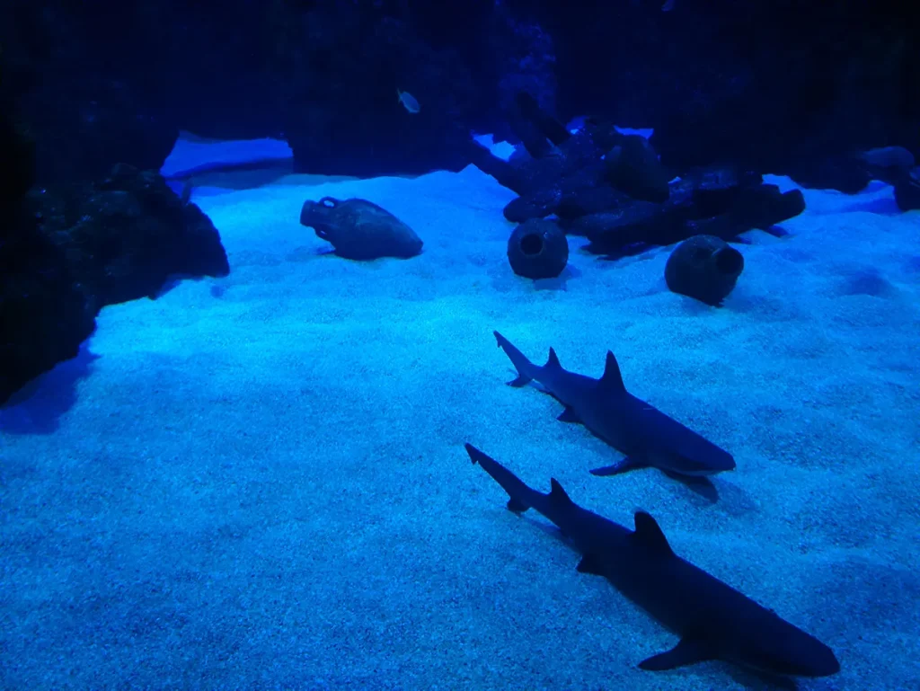 Sharks in Jeddah marine aquarium
